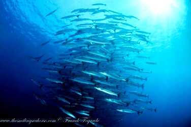 Schooling Fishes in Andaman Mergui archipelago Sea