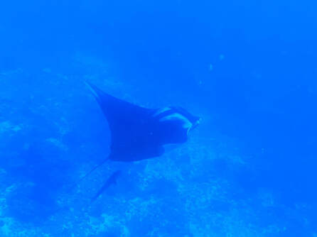 Beautiful Manta ray in the blue
