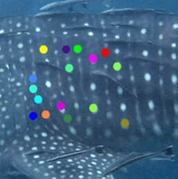 unique spots and stripes along the body of the whale shark