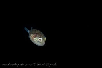 Baby pufferfish on black water dive