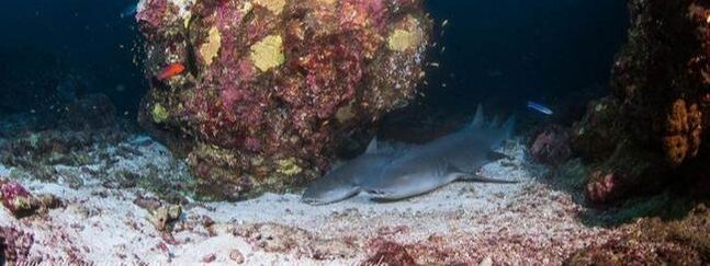nurse shark diving amazing best spot site andaman