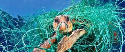 save turtle from entanglement