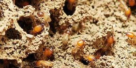 termites of Myanmar forest