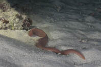 ribbon worm in the sand