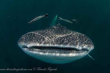 Whale shark portrait by Franck Fogarolo
