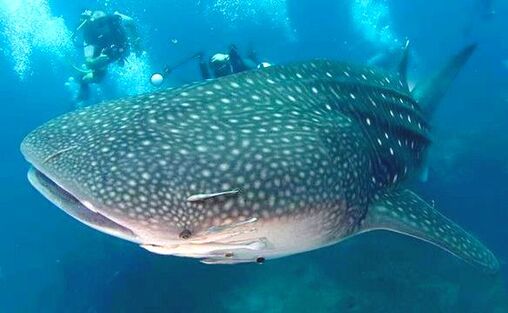 Whale shark under the surface