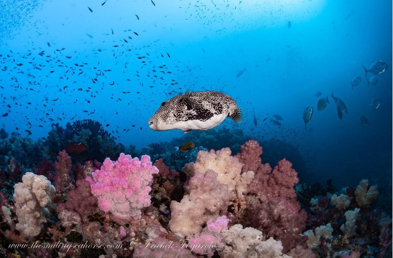 Cute pufferfish on the coral reef
