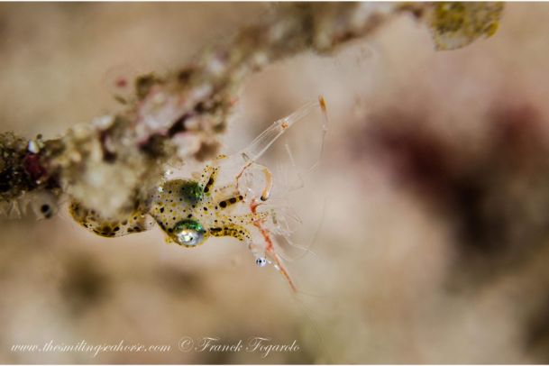 pygmy squid eating a shrimp photo