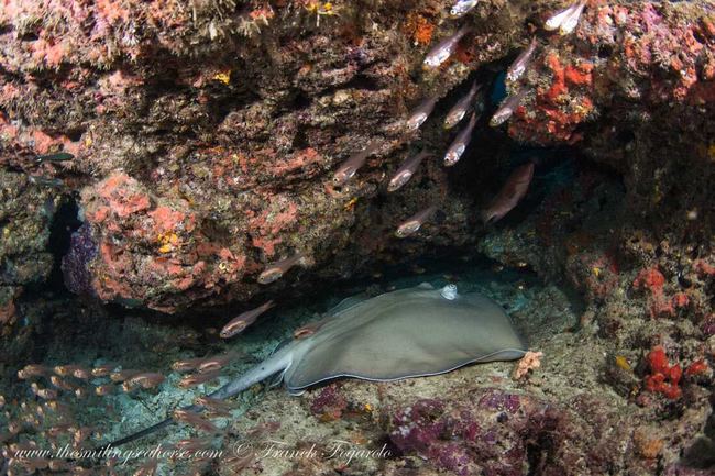 sea jenkin ray under a rock