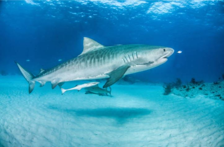 PicWhere does the tiger shark live?ture