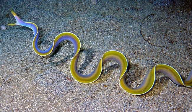 Adult male Ribbon Eel out of his hole blue yellow ribboneel underwatercreature snake
