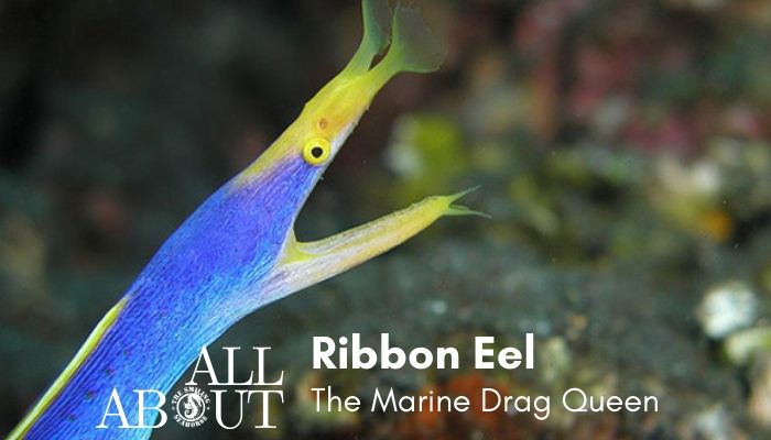 Ribbon Eel, the marine drag queen: Blogpost