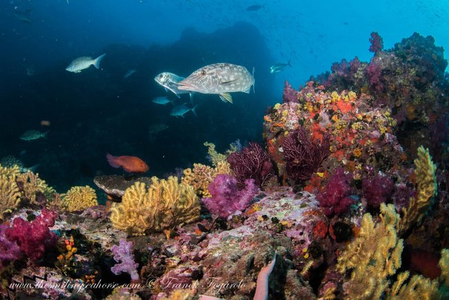 emperor fish in Richelieu rock thailand andaman sea