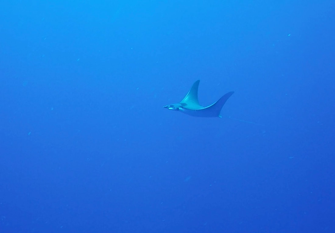 Mobula ray on bluewater dive