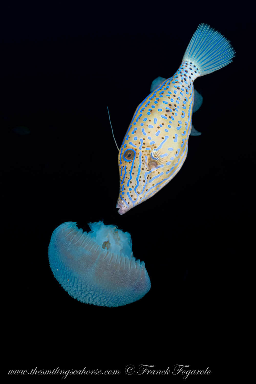 Scribble Filefish running after a jellyfish