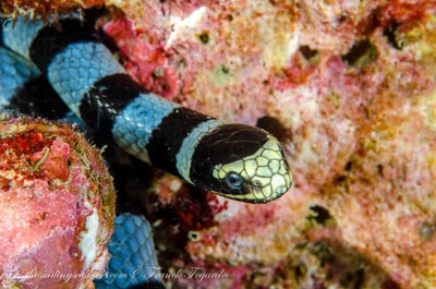 Sea snake of Thailand