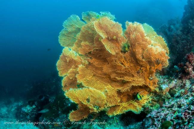 seafan coral reef thailand burma black rock