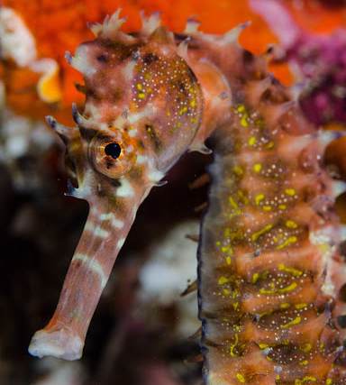 seahorse underwaterphoto dream diving best liveaboard cheap 