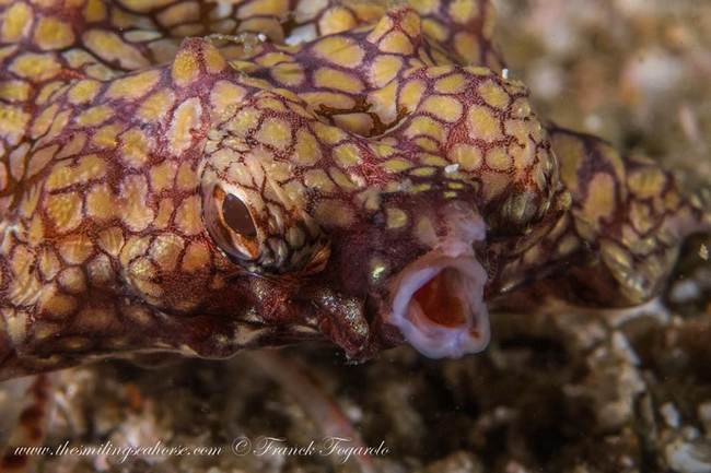 Dragon fish seamoth