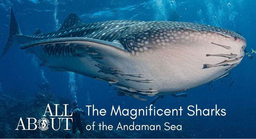Discover the magnificent species of sharks that you may encounter in the Andaman Sea.
