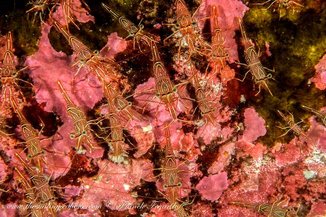 shrimps dancing macro photo amazing dives