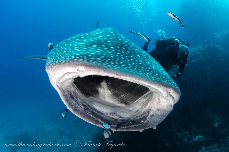 Whale shark big mouth... 