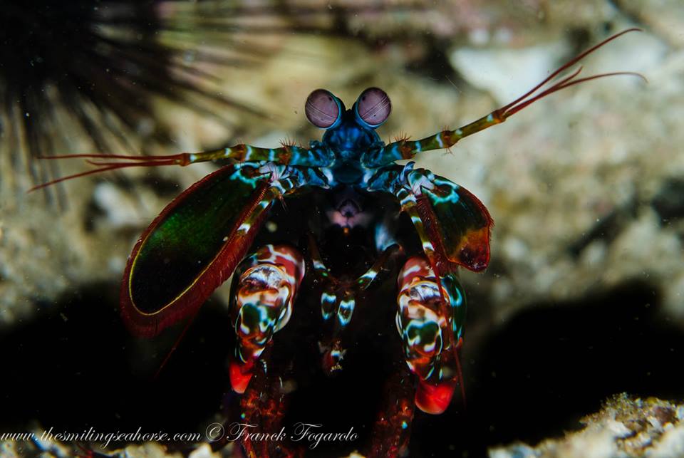 And a spearing mantis shrimp!