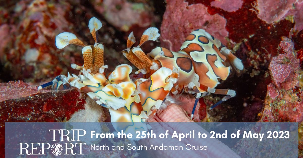 Trip report from North - South Andaman 25 April - 2 May 2023