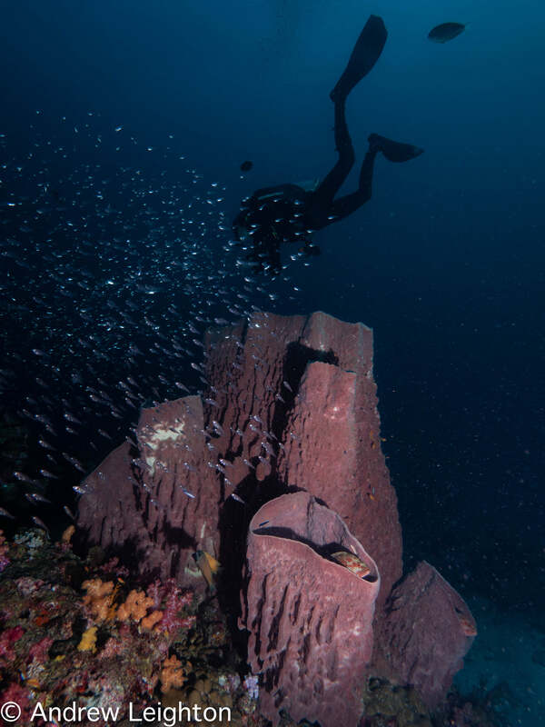Barrel sponge and coral reef in thailand
