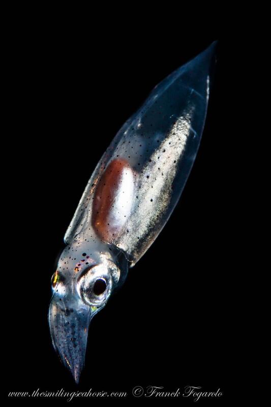 juvenile squid with transparent body on a blackwater dive in similan