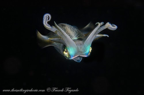 Beautiful Squid in Andaman sea