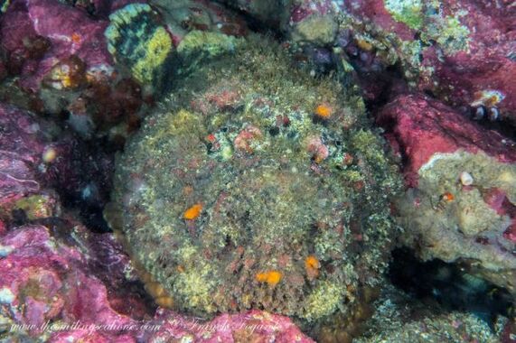 Stone fish scorpion fish in Mergui dives