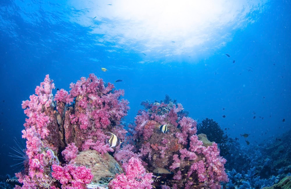Stonehenge is one of Thailand’s most stunning coral garden
