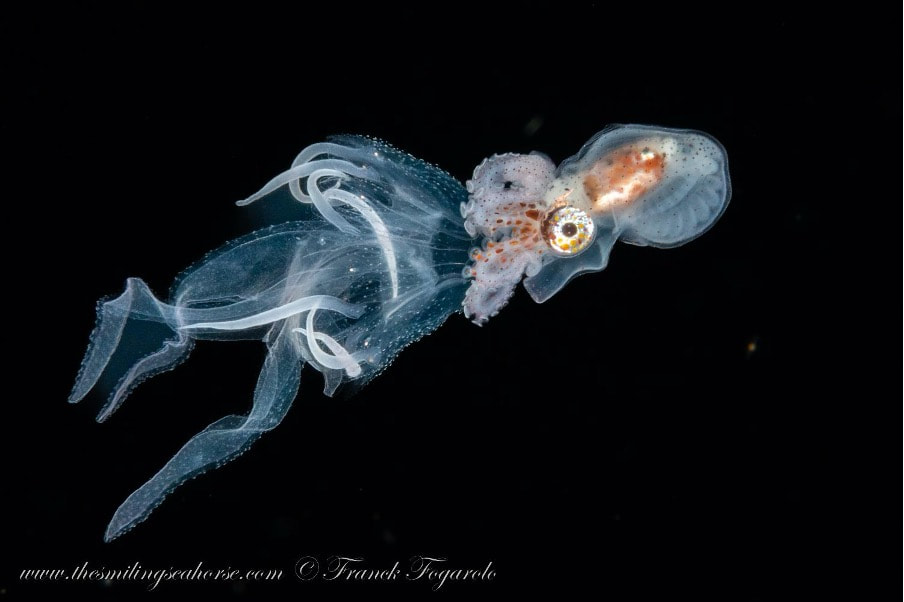 Male paper nautilus
