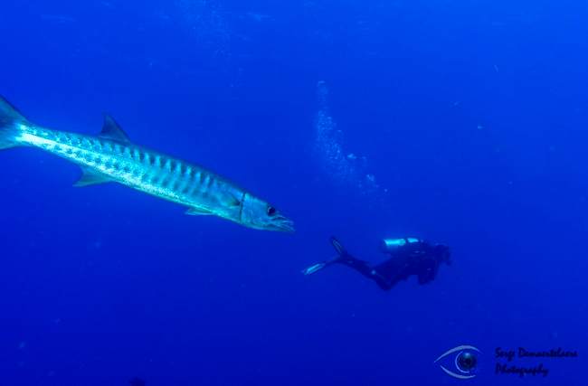 Barracuda chasing diver...