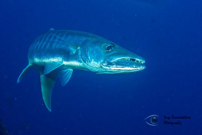 Barracuda, what an ugly face!