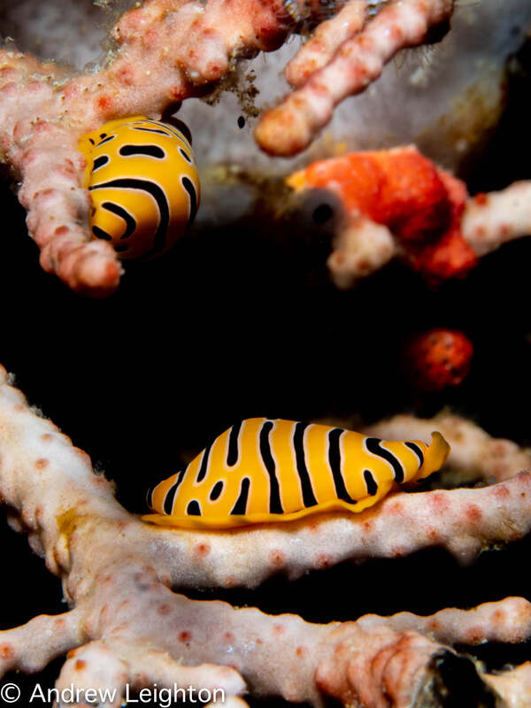 tiger egg cowrie photo in Similans national park dive site