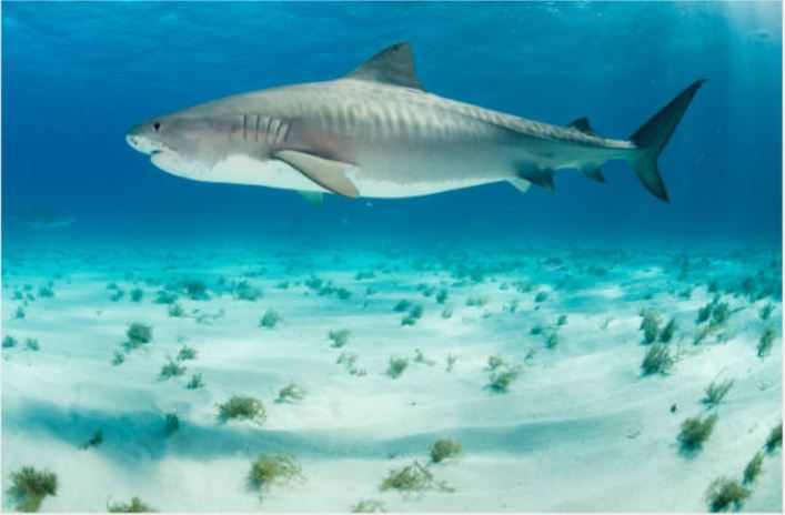What tiger sharks look like?