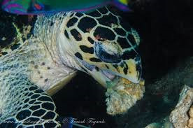 Turtles do not have teeth, but a powerful jaw and a hooked beak allowing it to “tear” its prey.