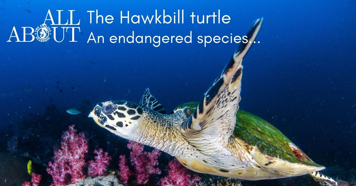The hawksbill turtles, presentation of an endangered species...