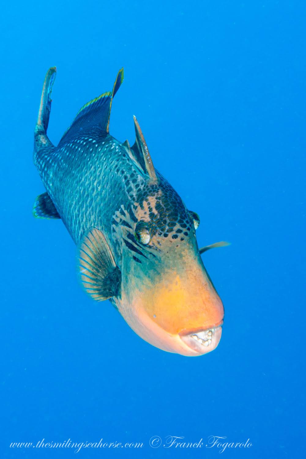 Yellowmargin triggerfish (Pseudobalistes flavimarginatus) 