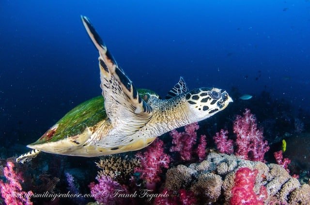 Hawkbill turtle over reef