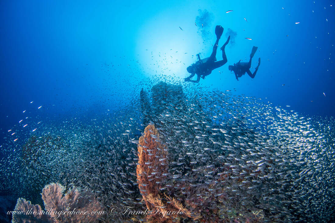 underwater photo coaching thailand