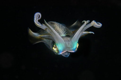 Squid are a lots more photogenic at night!