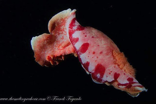 spanish dancers are nocturnal nudibranch swimming with a lovely flamenco skirt...