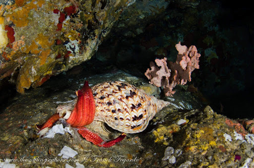 For example here, a giant Triton shell eating a seastar​