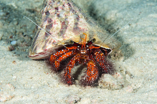 hermit crabs showing his beautiful colors
