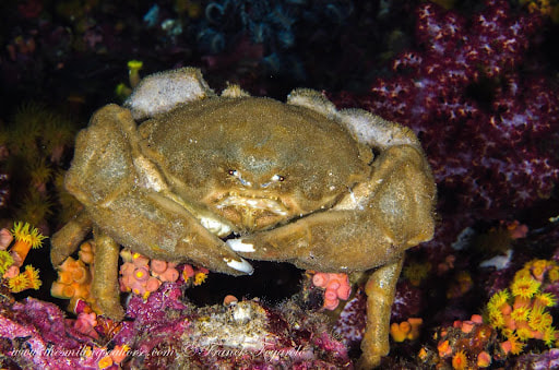 this sponge crab, attaches a sponge (or piece of coral) to its back to 