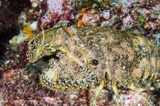 slipper lobster, never seen during the day!