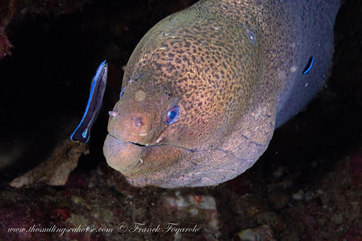Moray eel searching for food at night